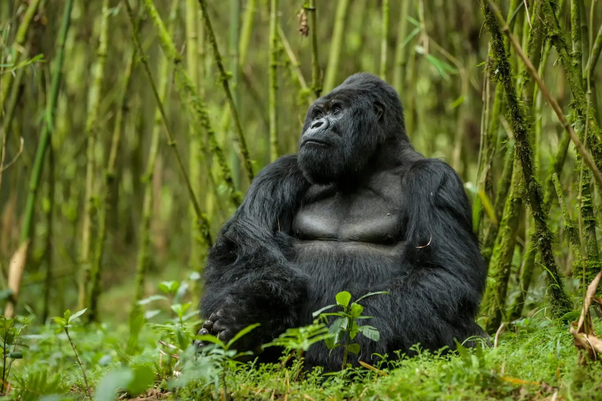 Восточная Горная горилла. Silverback горилла. Руанда гориллы. Джунгли Африки гориллы. В какой природной зоне обитают обезьяны