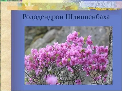 Краснокнижные животные приморского края