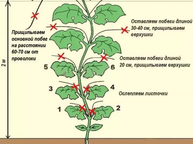 Как прищипывать тыкву в открытом грунте пошаговое