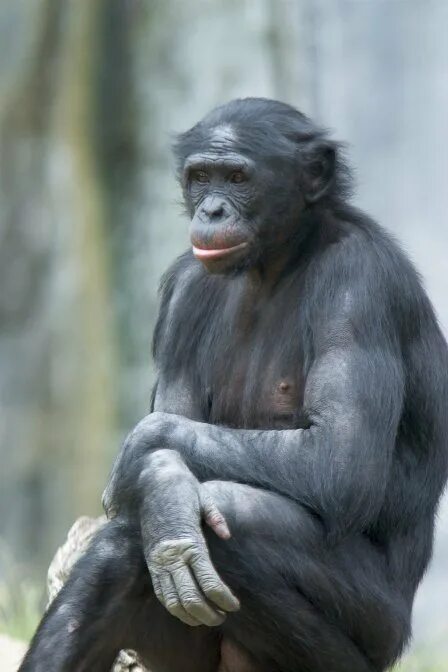 Самая человекообразная обезьяна. Шимпанзе бонобо. Бонобо рост. Бонобо человекообразные обезьяны. Шимпанзе бонобо фото.