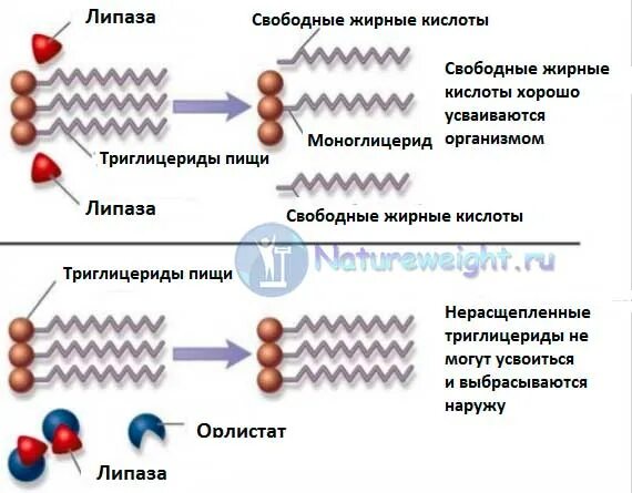 Липаза строение фермента. Липаза формула. Липаза функции. Липазы в организме человека.