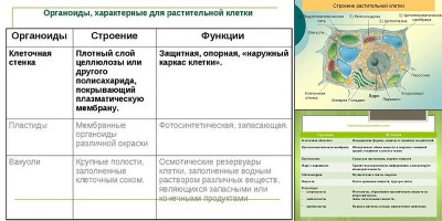 растительная клетка строение и функции