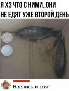 Они не ели