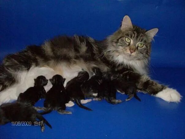 Беременные кошки мейн кун. Котята Мейн кун Новорожденные. Новорождённые котята Мейн куна. Беременность кошки Мейн кун.