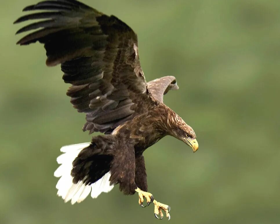Орел с белым хвостом. Орлан белохвост дальний восток. Орлан-белохвост. Орлан-белохвост (haliaeetus albicilla (l. Сахалинский орлан белохвост.
