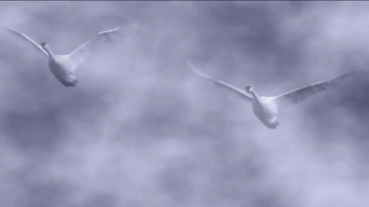 константин никольский птицы белые мои. птицы белые песня 63. песнь птицы белые мои. птицы белые мои бури и метели. текст песни птицы белые.