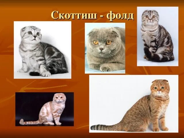 История происхождения шотландских кошек проект 4 класса Презентация на тему "Мой домашний питомец. Шотландская вислоухая кошка"