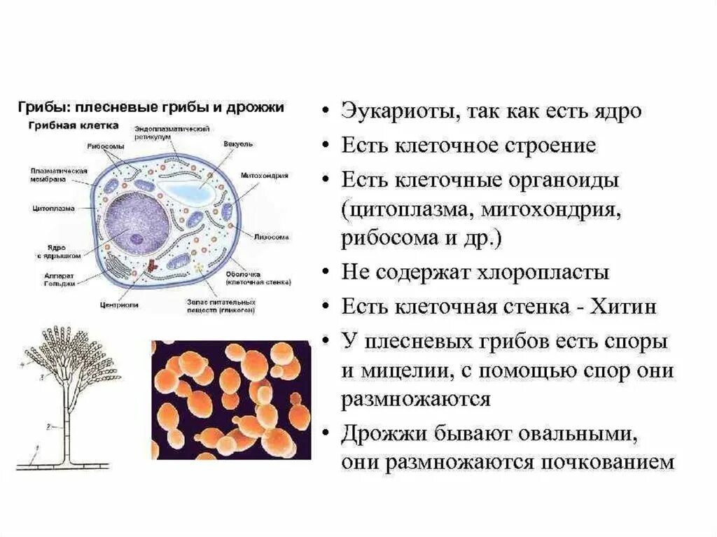 Какие структуры клеток есть
