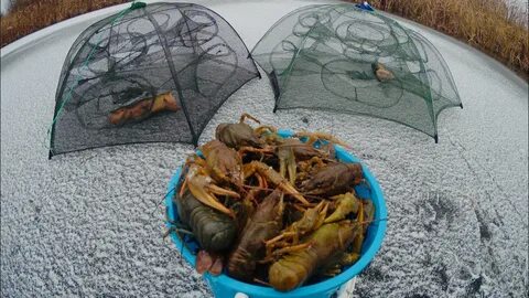 Раки раколовки