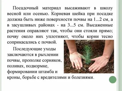 Получают посадки