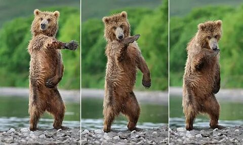 Где Можно Заказать Танцующего Медведя (44 фото) 