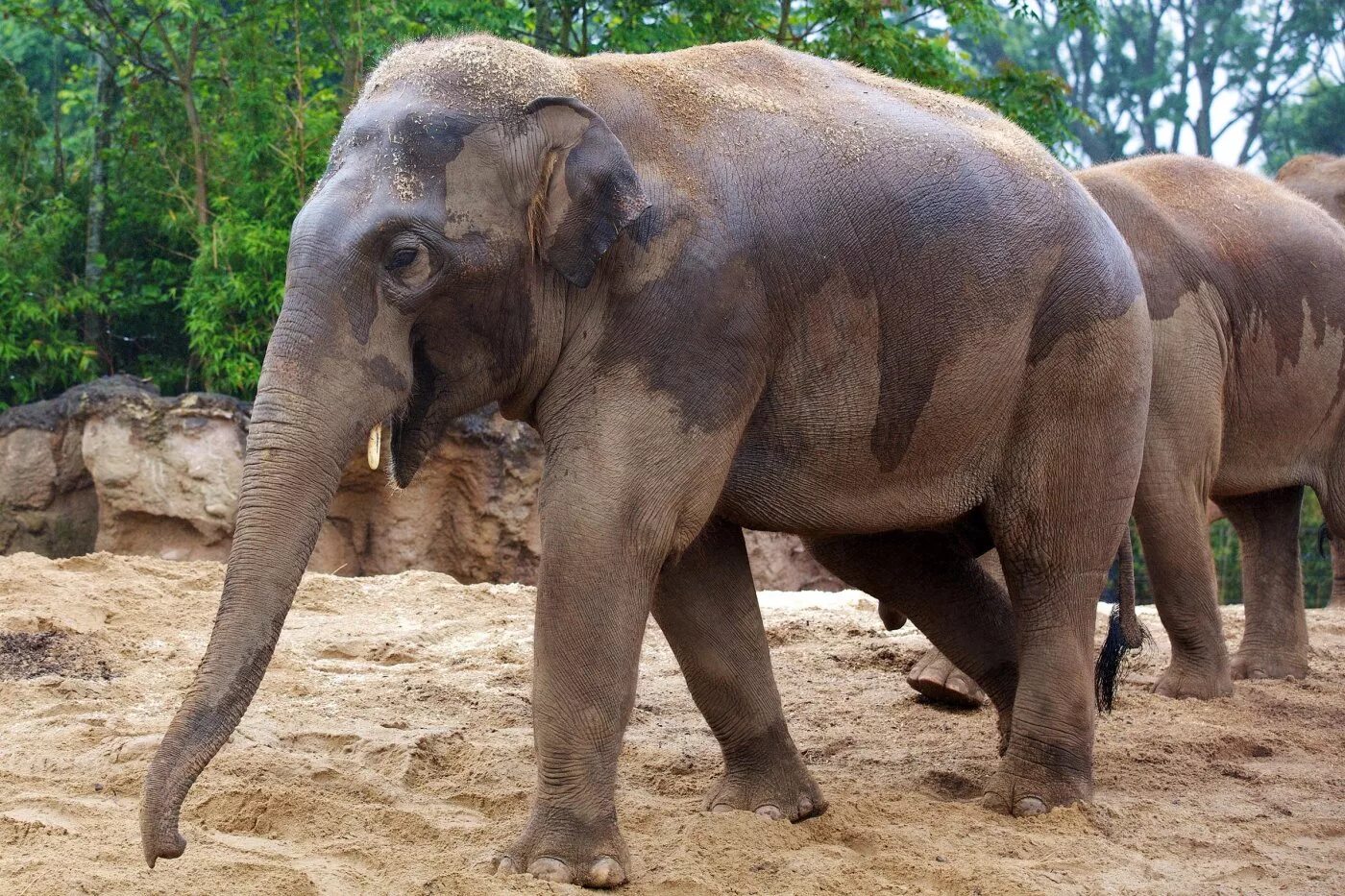 Zoopla. Дублинский зоопарк. Зоопарк в Ирландии. Дублин животные. San Diego Zoo Elephants.