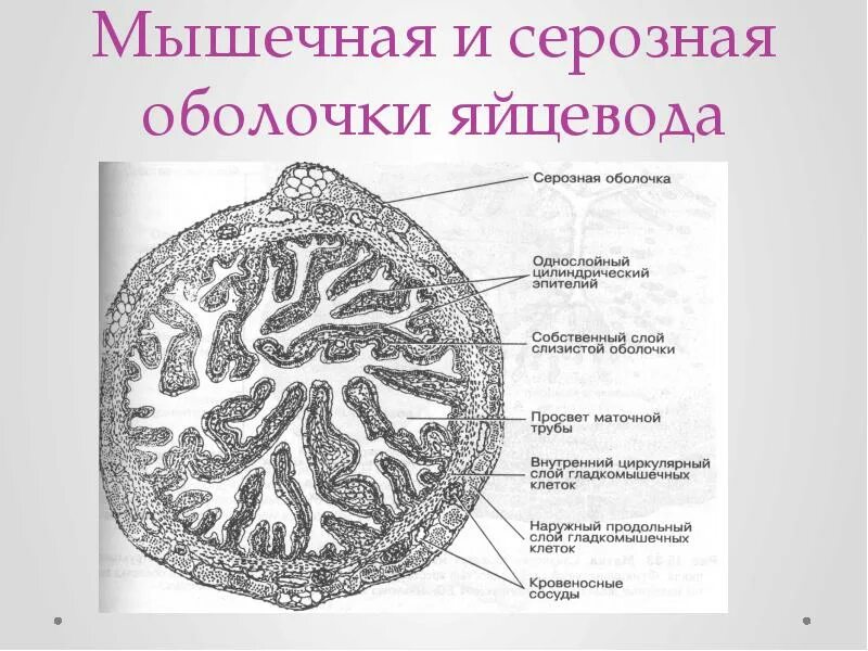 Маточная труба гистология. Строение яйцевода гистология. яйцевод гистология препарат. маточная труба яйцевод препарат. маточная труба яйцевод гистология.