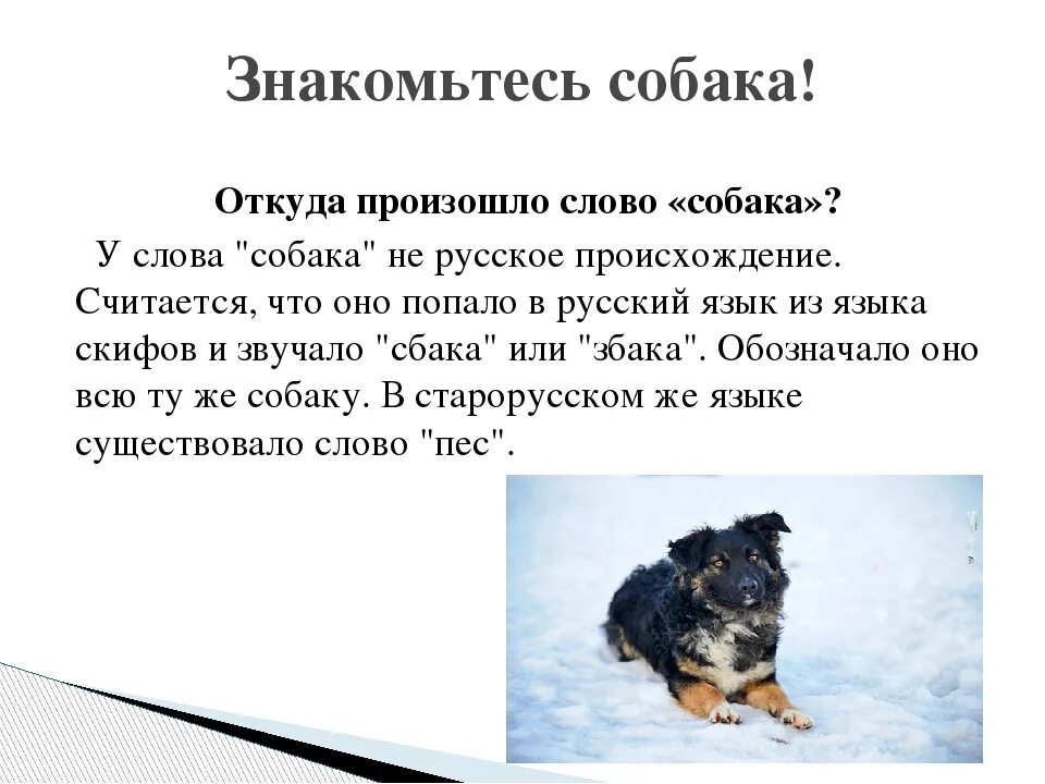 Жизнь собак текст. Откуда произошло слово собака. Той собака. Текст про собаку. Собака присхождениеслова.