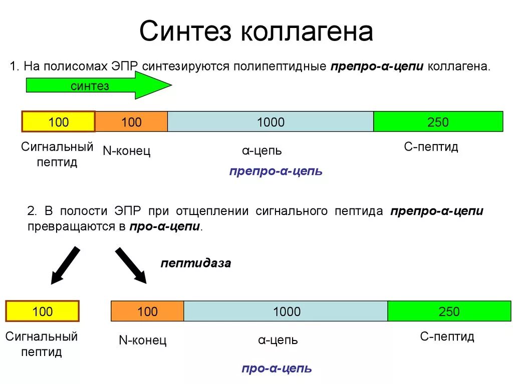 Схема этапов синтеза коллагена. Схема внутриклеточного этапа синтеза коллагена. Синтез и созревание коллагена схема. Этапы образования коллагена.