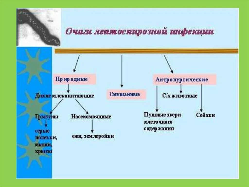 Лептоспироз инфекционный. Лептоспироз пути передачи. Лептоспироз механизм и пути передачи. Патогенез лептоспироза у человека.