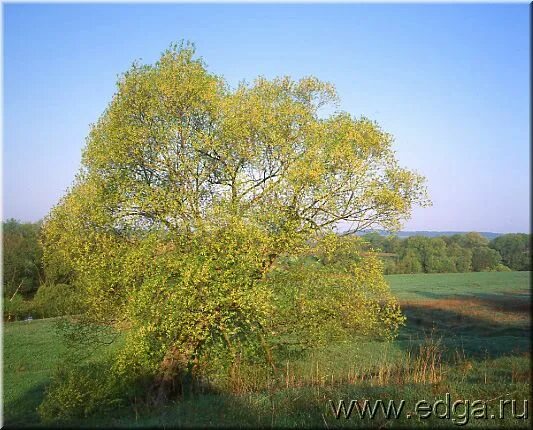 Ива белая шабурова. Угрюмые ракиты. Заготовка коры ракиты. Ракита в амурской области. Дерево ива ракита.