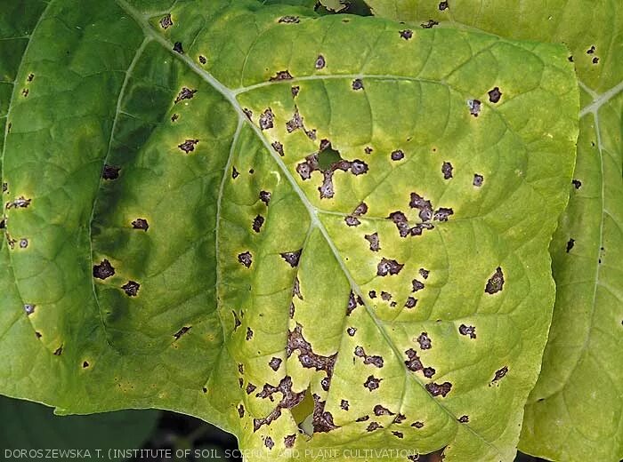 Кольцевая пятнистость. Pseudomonas syringae-пятнистость.. Pseudomonas syringae PV tabaci. Pseudomonas syringae PV. Syringae. Pseudomonas syringae van Hall.