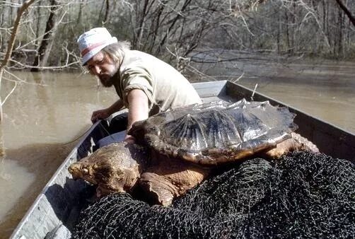 Убитая черепаха. Черепаха в турции большая. Черепахи на бали. Мертвая морская черепаха. Черепаха в аравийском море.