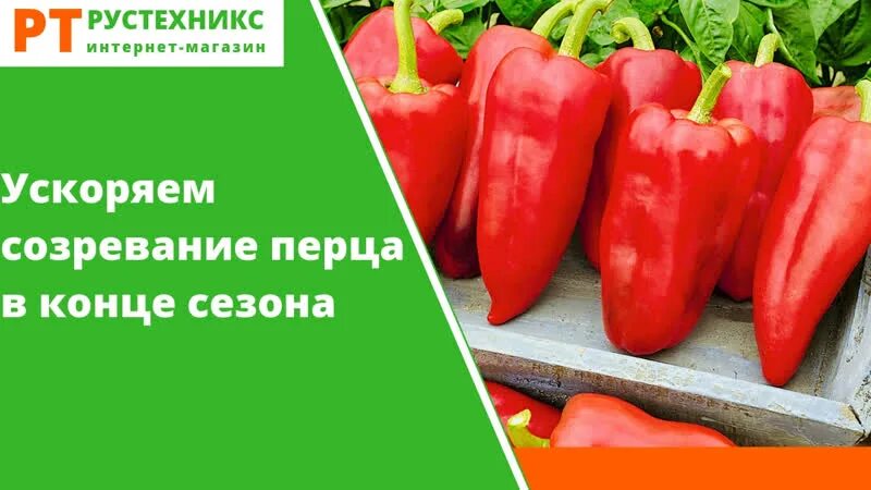 Как ускорить созревание перцев в августе. Созревание перца. этапы созревания перца. биологическая спелость перец. как понять что перец поспел.