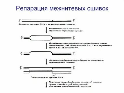 Дефекты репарации