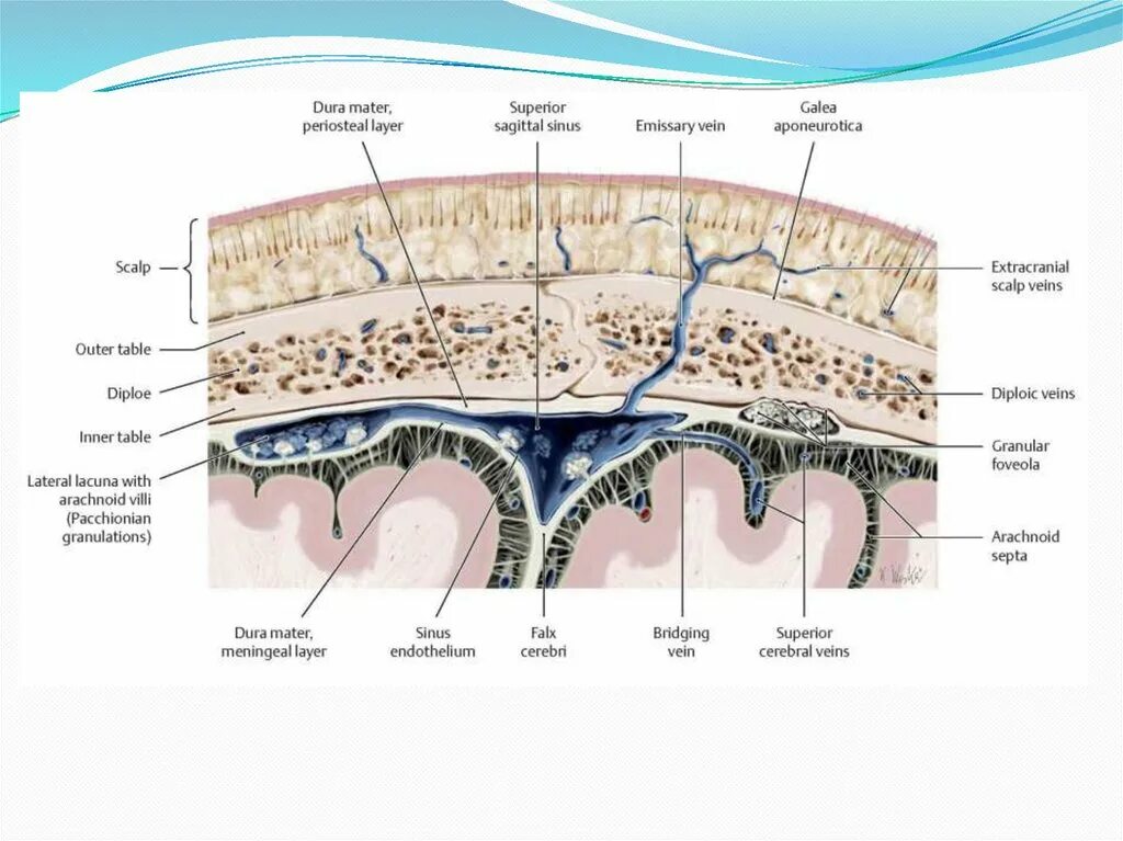 Sinus sagittalis superior