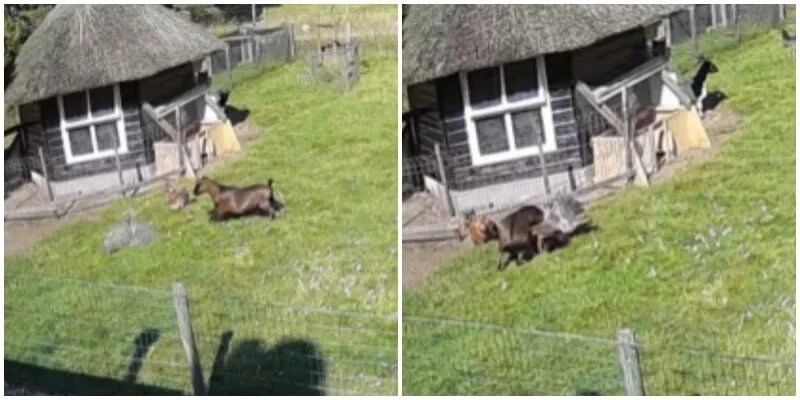 Сколько спас в козле