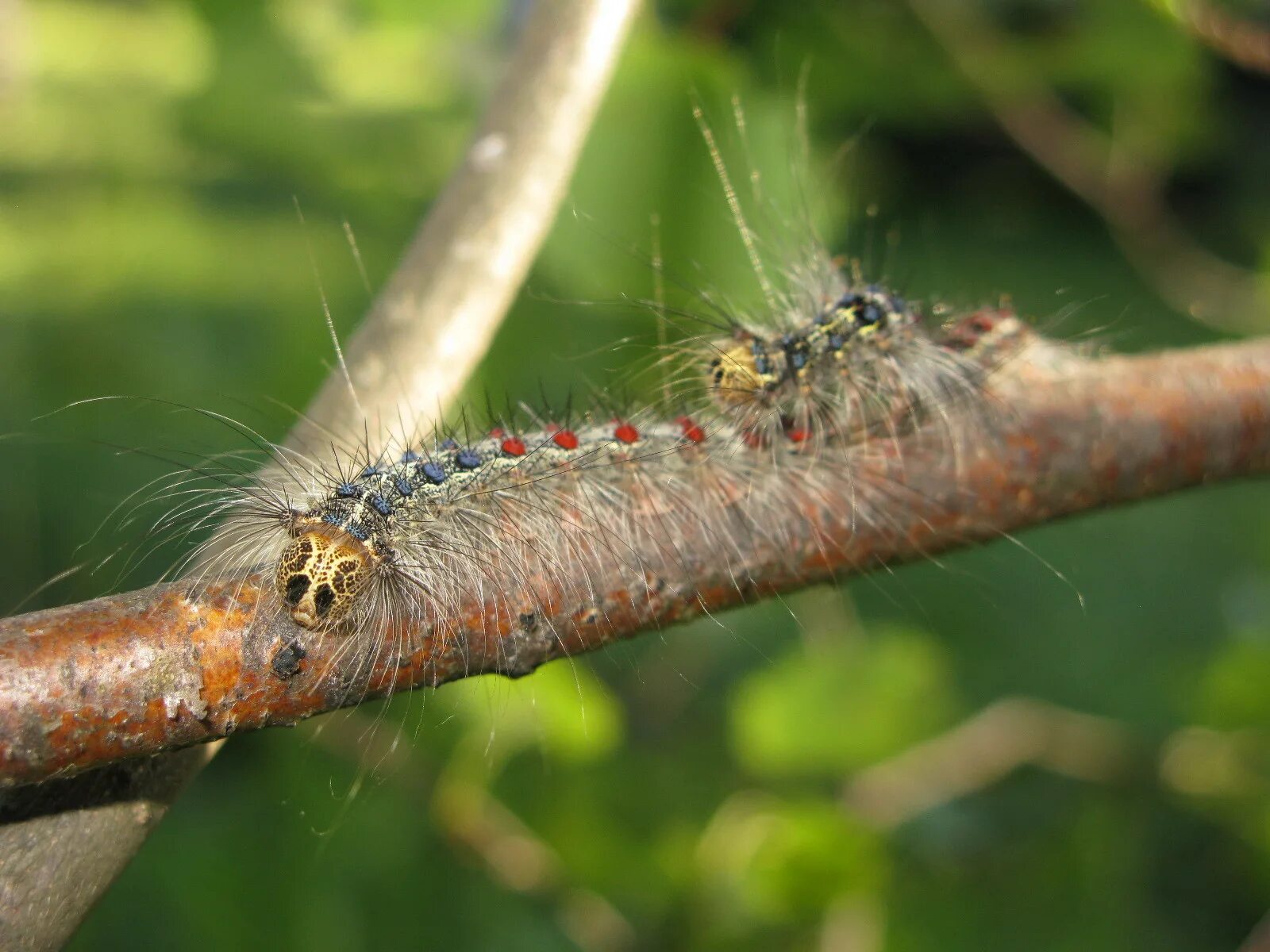 оболочка гусеницы шелкопряда. Bombyx mori гусеница. *ядовитая гусеница кипарис. Samia ricini. гусеницы тутового шелкопряда шелк.