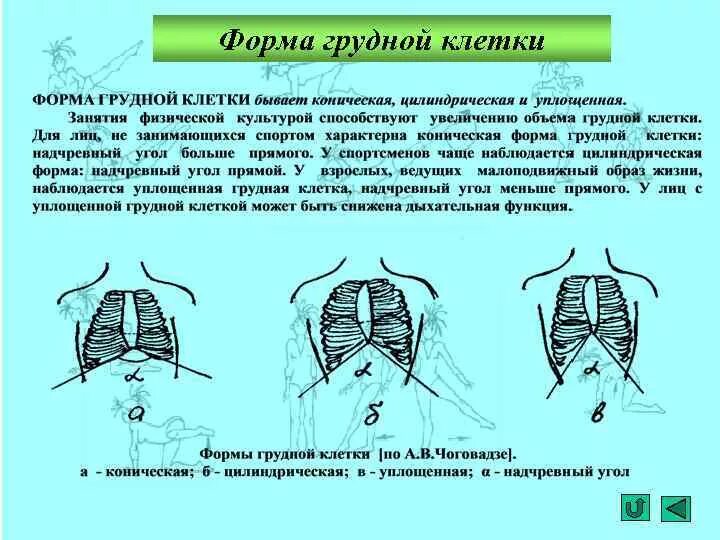 Плотный остро. Форма грудной клетки у детей 12 лет норма. Нормостенический Тип грудной клетки. Коническая форма грудной клетки характерна для. Формы грудной клетки коническая цилиндрическая уплощённая.