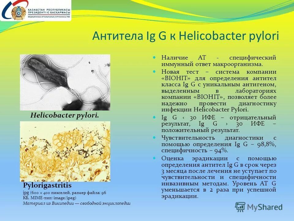 Антитела к хеликобактер пилори. Ат к хеликобактер пилори igg норма. Хеликобактер пилори иммуноглобулин g. Антитела к helicobacter pylori норма. Хеликобактер пилори результат анализа.