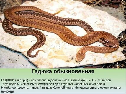 Гадюка красная книга
