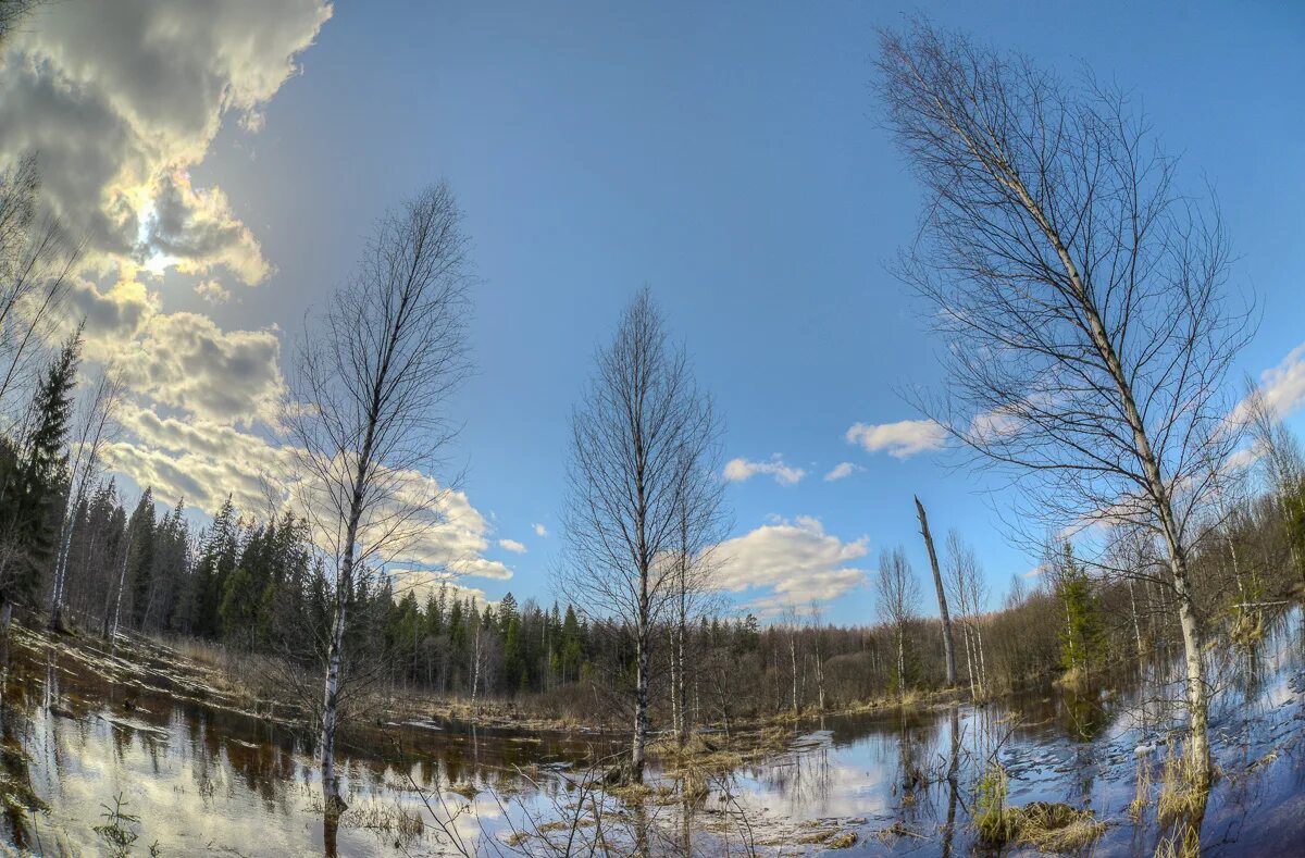 природа пробуждается. цветы в снегу. март природа. апрельские крокусы. пробуждение природы весной.