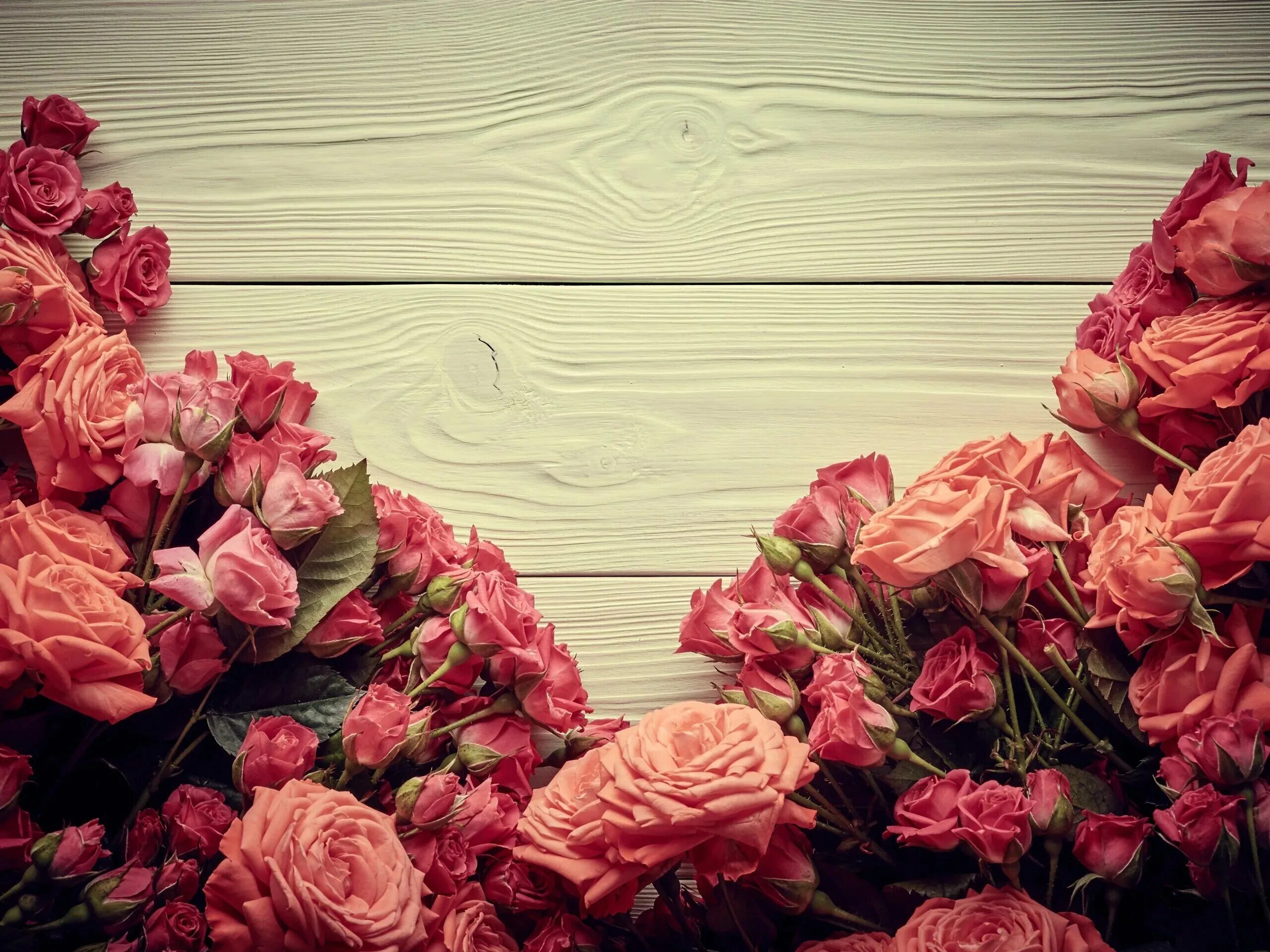 Rose background