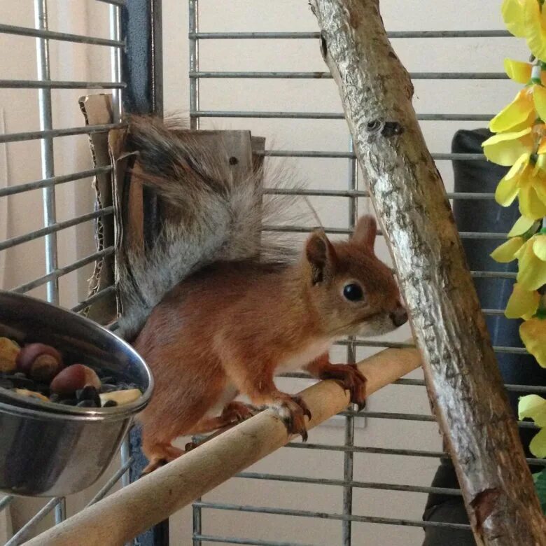 белки в зоомагазине. белки в зоомагазине. белка домашняя в клетке. белки в зоомагазине. зоомагазин белочка.