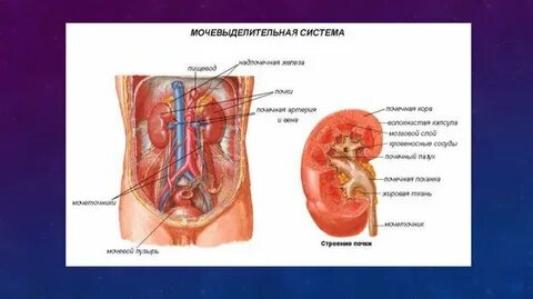 Почечная капсула системы