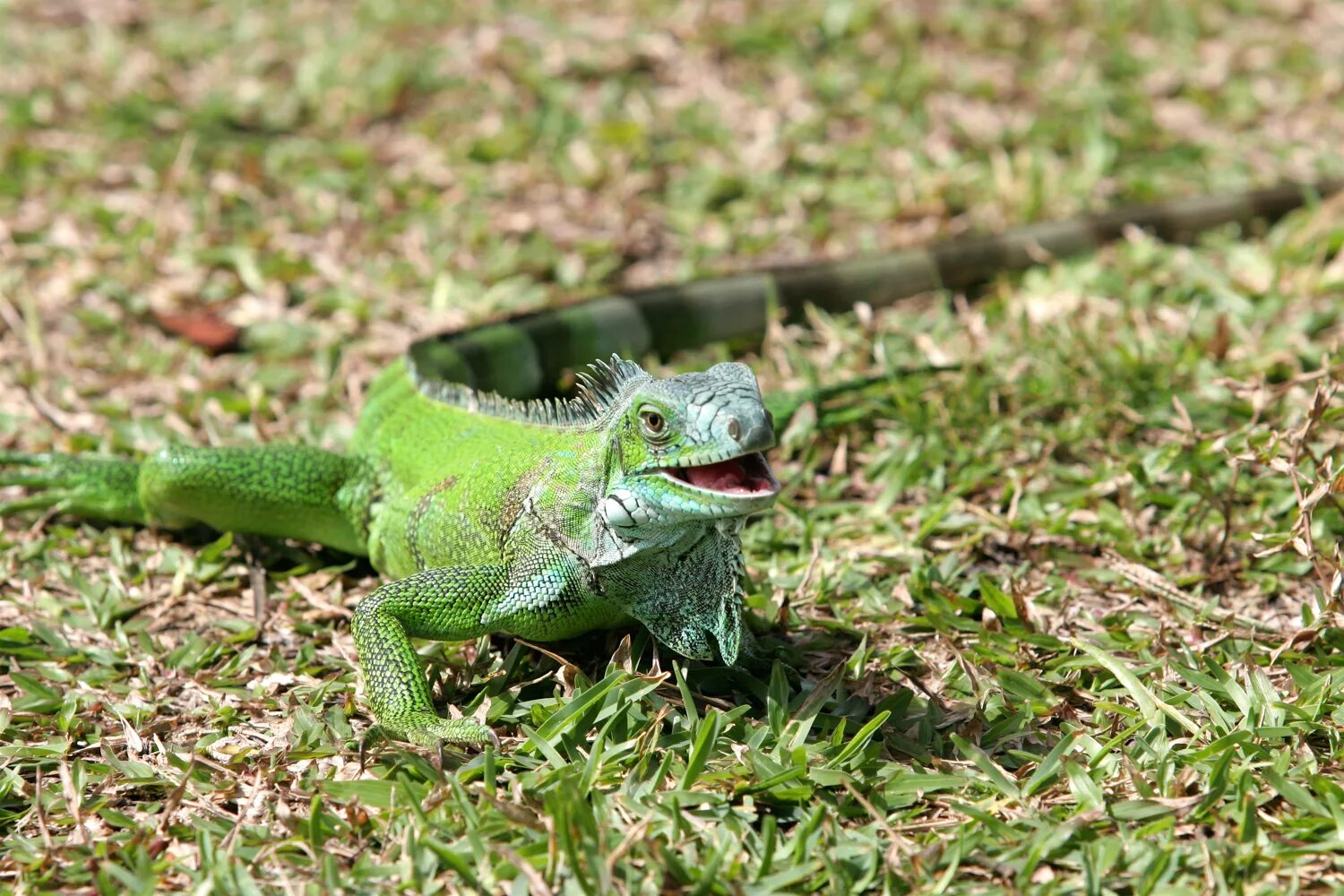 Игуановые. Зеленая игуана. Игуана обыкновенная ( Iguana Iguana). Обыкновенная игуана ящерицы. Обыкновенная игуана Игуановые.