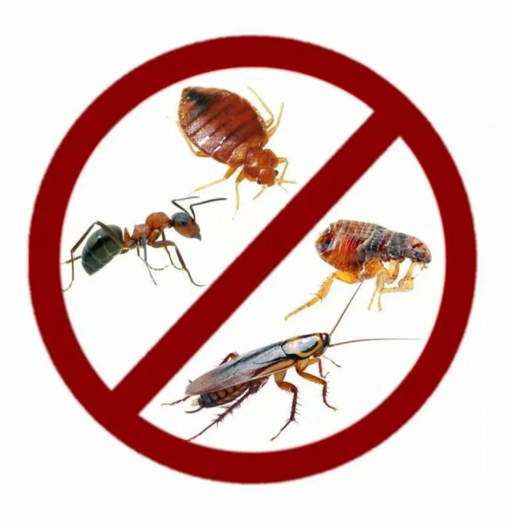 Тараканы клопы дезинсекция. Дезинфектор тараканов. Борьба с тараканами. Травля насекомых. Против насекомых.