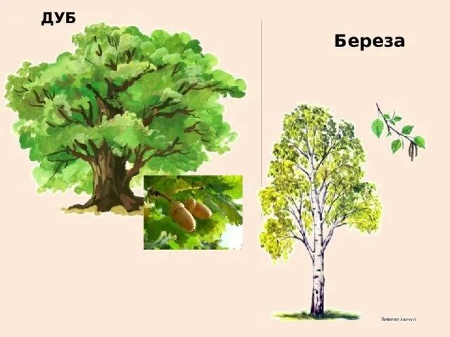 Дуб и береза. Деревья береза дуб. Дуб и береза рисунок. Дуб карточка для детей. Дуб и березка