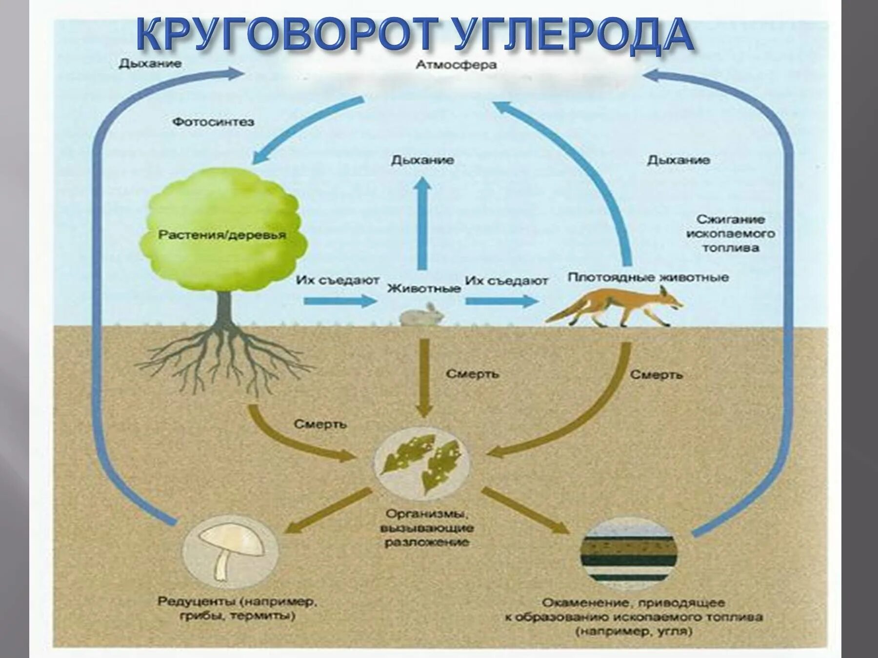 Круговорот углерода (по ф. Рамад, 1981). Круговорот углерода в природе биология. Схема круговорота углекислого газа. Круговорот углерода в биосфере биология. Минеральное питание фотосинтез дыхание