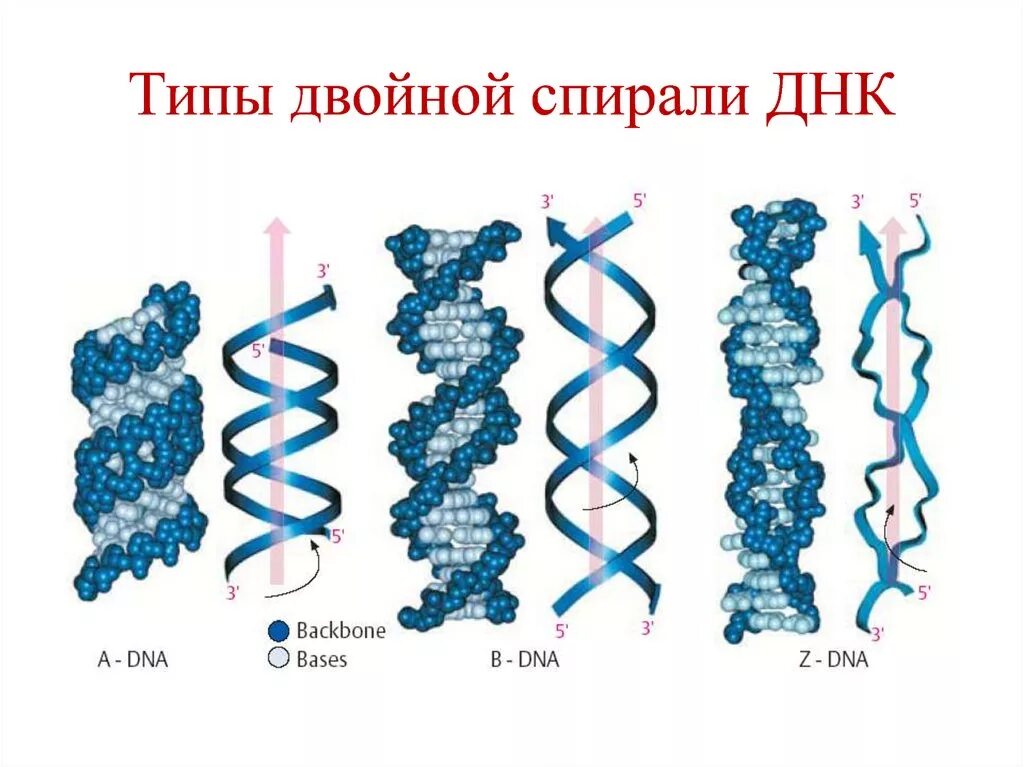 A B Z формы ДНК. Правозакрученная спираль ДНК. Двойная спираль молекулы ДНК. Полиморфизм двойной спирали ДНК.