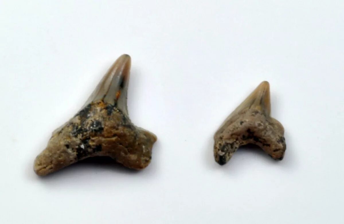 Варавинский овраг окаменелости. Заказник варавинский овраг. Варавинский овраг. Варавинский овраг. Варавинский овраг окаменелости.