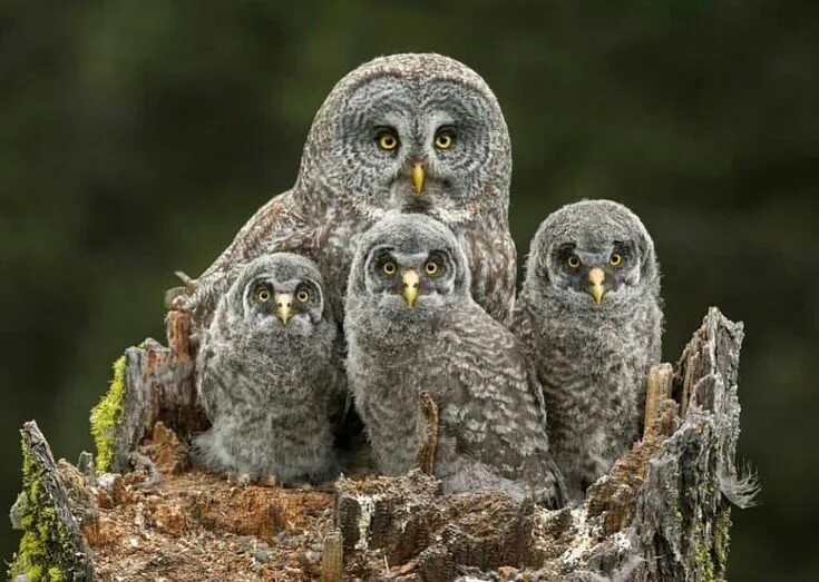 Pin on совушки Owl, Pet birds, Owl photos