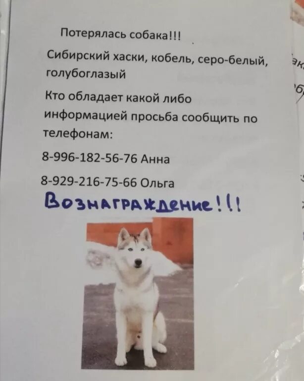 Собака лай потише. Воет собака у соседей. Объявление про воющую собаку. Заявление на соседей с собакой. У соседей воет собака что делать.