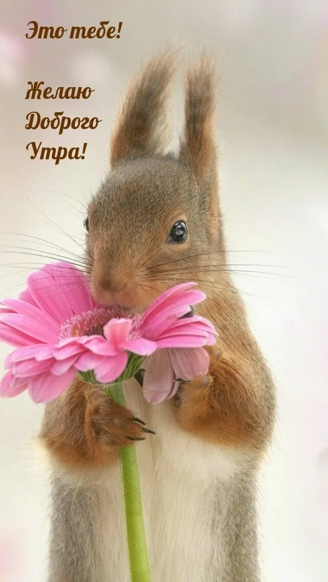 Доброе утро картинки с животными милые красивые Adorable Pics of Tea Cup Puppies Cute teacup puppies, Cute animals, Cute animal
