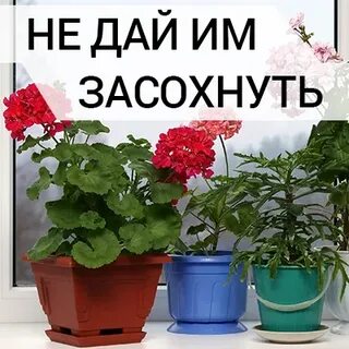 Забываете поливать