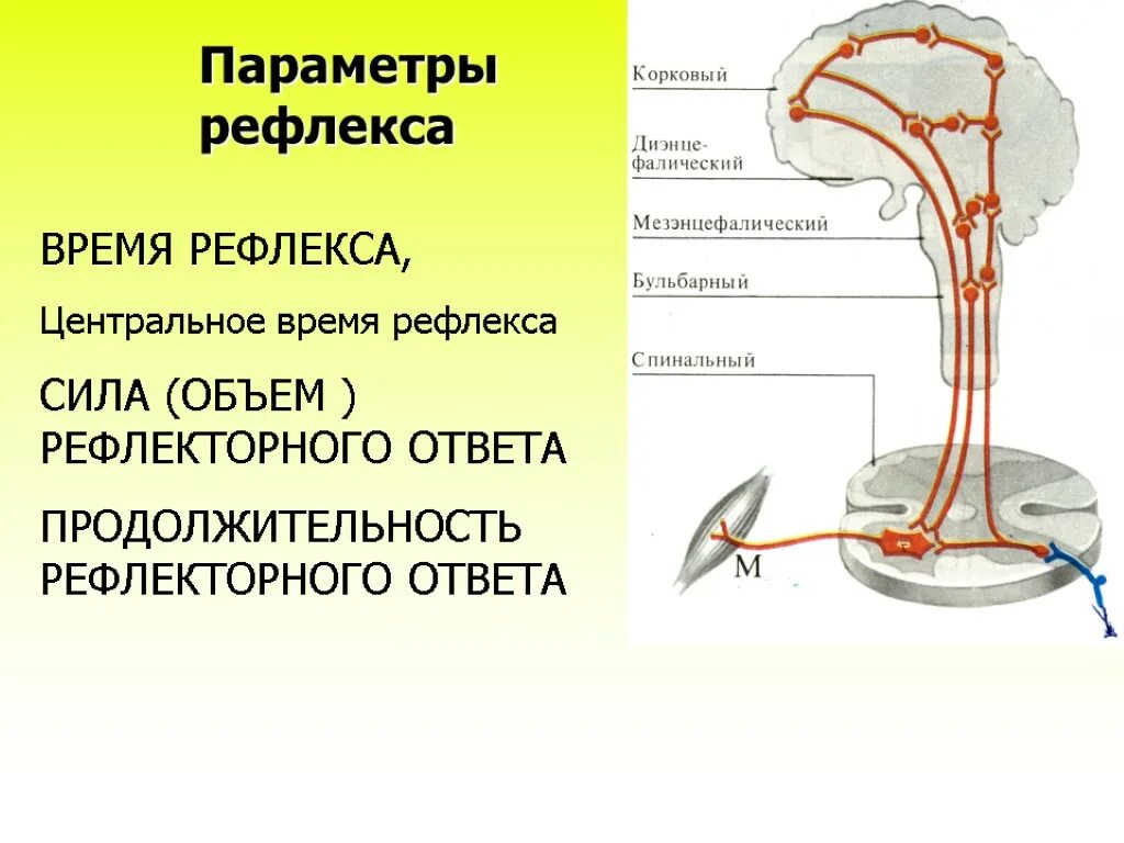 Параметры рефлекса. Параметры рефлекса и факторы их изменяющие. Факторы времени рефлекса. Продолжительность рефлекторного ответа это.