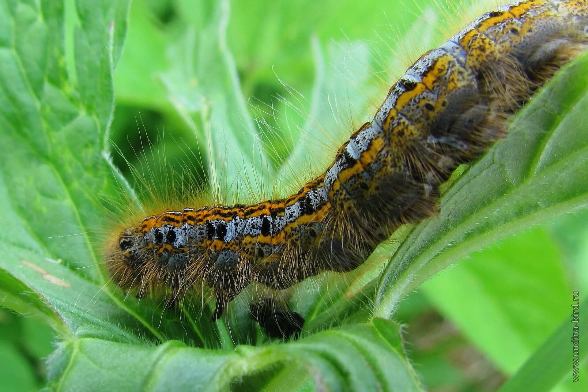 Кольчатый шелкопряд бабочка. Кольчатый коконопряд (malacosoma neustria). Кольчатый коконопряд гусеница. Кольчатый коконопряд бабочка. Кольчатый коконопряд (malacosoma neustria).