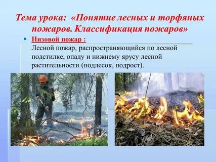 Лесные и торфяные