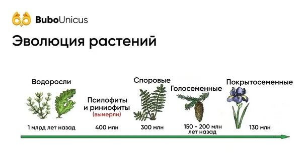 Установите последовательность появления растений в процессе эволюции. Этапы эволюции высших растений. Эволюция споровых растений схема. Эволюция покрытосеменных растений схема. Биологическая Эволюция растений.