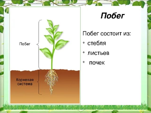 Схема строения побега. Побег состоит. Побег растения состоит из. Из чего состоит побег растения.